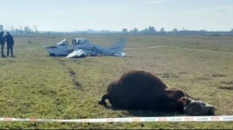 Insólito accidente en Chivilcoy: una avioneta chocó y mató a un toro